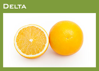 Citrus Producers South Africa Image