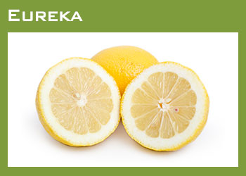 Citrus Growers South Africa Image