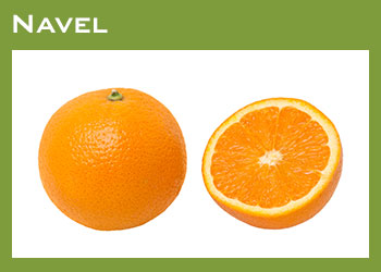 Citrus Growers South Africa Image